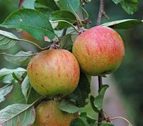 Cox Orange æbler